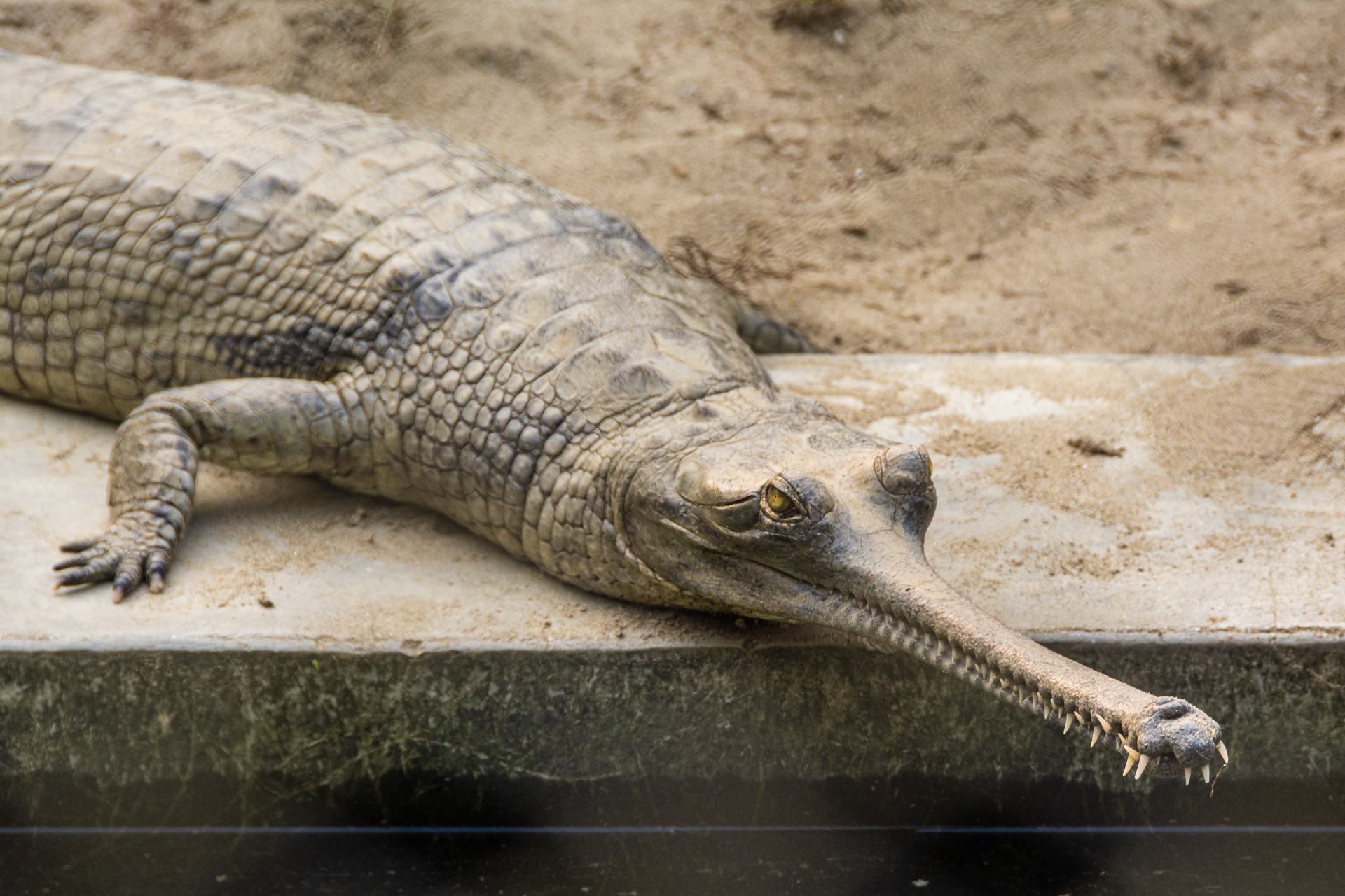 Chitwan Crocodile Breeding Project